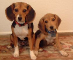 Sabrina and Harvey Picture