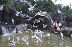 Bird island in East Lake